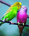 Colorbirds